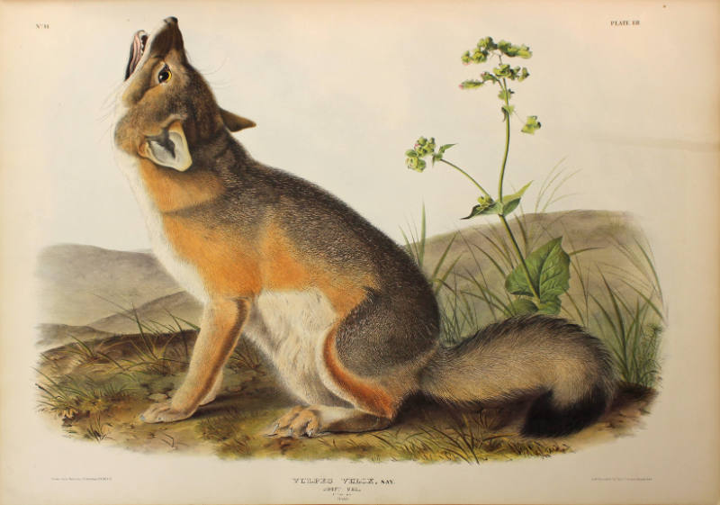 Swift Fox