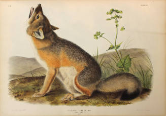 Swift Fox
