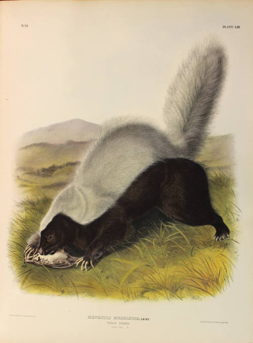 Texan Skunk
