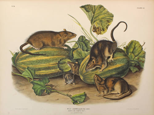 Brown, or Norway, Rat