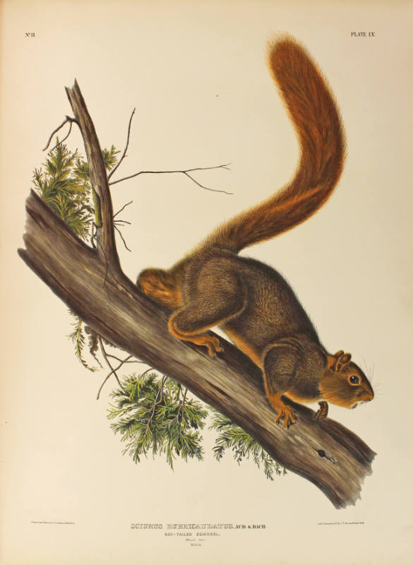 Red-tailed Squirrel
