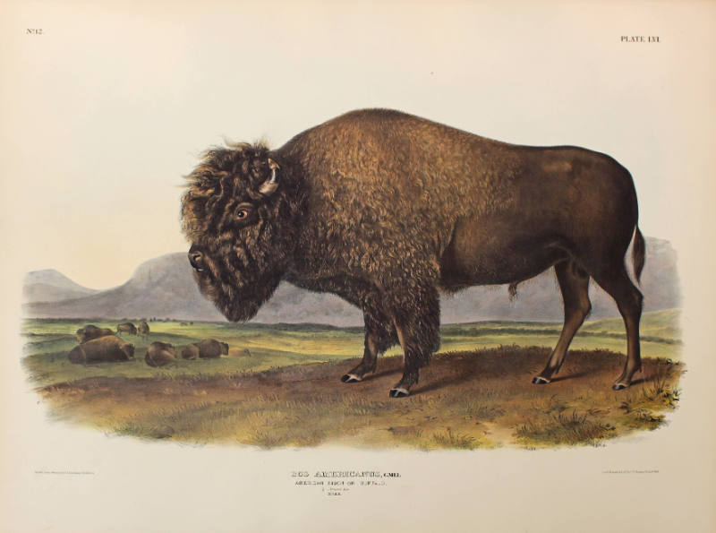 American Bison, or Buffalo (male)