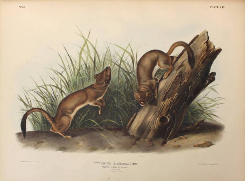 White Weasel, Stoat