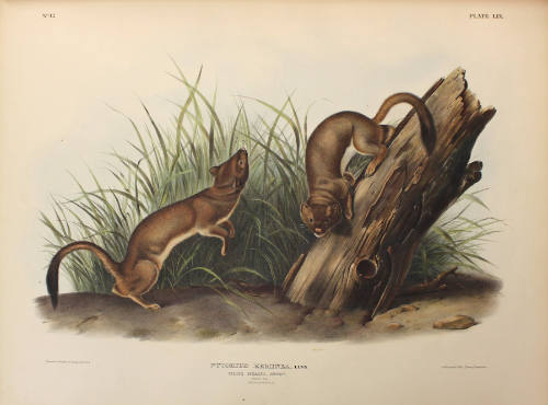 White Weasel, Stoat