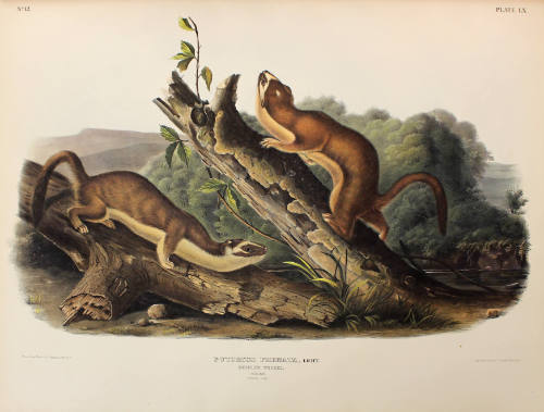Bridled Weasel