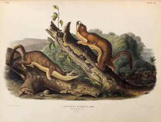 Bridled Weasel