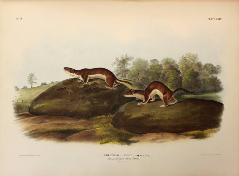 Little American Brown Weasel