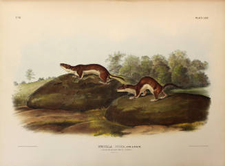 Little American Brown Weasel