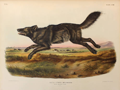 Black American Wolf