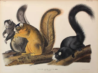 Fox Squirrel