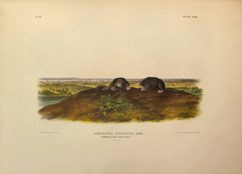 Common Star-nose Mole