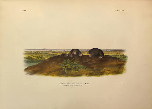 Common Star-nose Mole