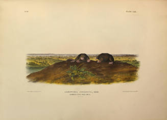 Common Star-nose Mole