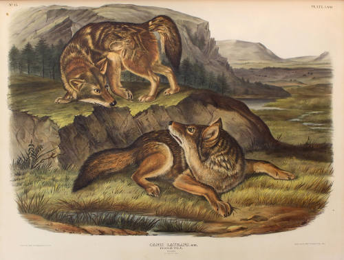 Prairie Wolf
