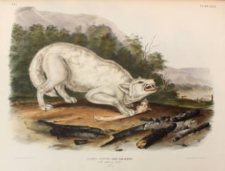 White American Wolf