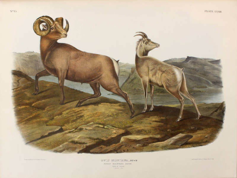 Rocky Mountain Sheep
