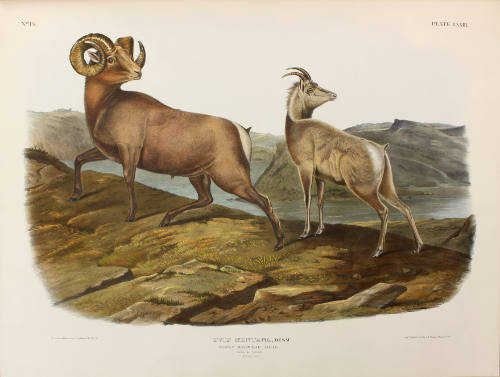 Rocky Mountain Sheep