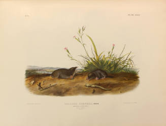 Brewer's Shrew Mole