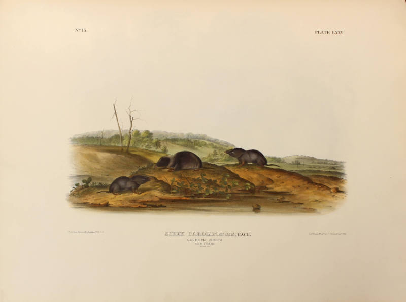 Carolina Shrew