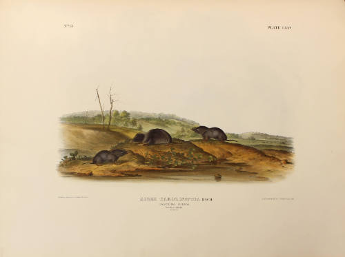Carolina Shrew