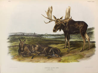 Moose Deer