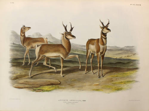 Prong-horned Antelope