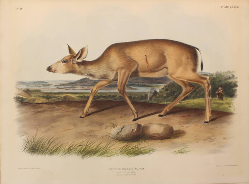 Black-tailed Deer