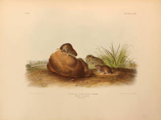 Leconte's Pine Mouse