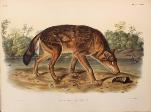 Red Texan Wolf