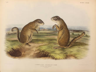 Franklins Marmot Squirrel