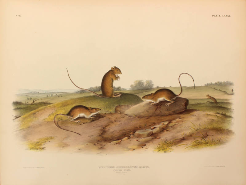 Jumping Mouse