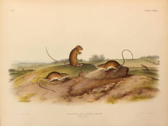 Jumping Mouse