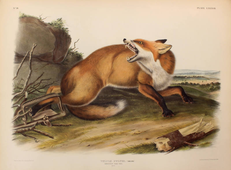 American Red Fox