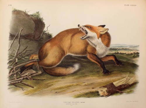 American Red Fox