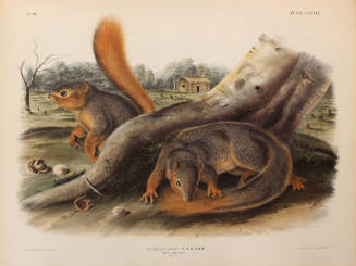 Say's Squirrel