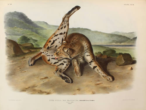 Texan Lynx