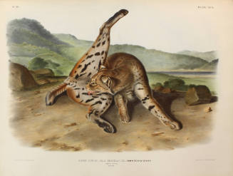 Texan Lynx