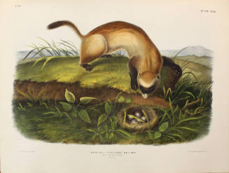 Black Footed Ferret