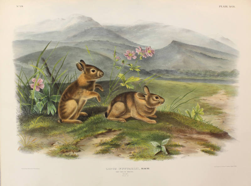 Nuttall's Hare
