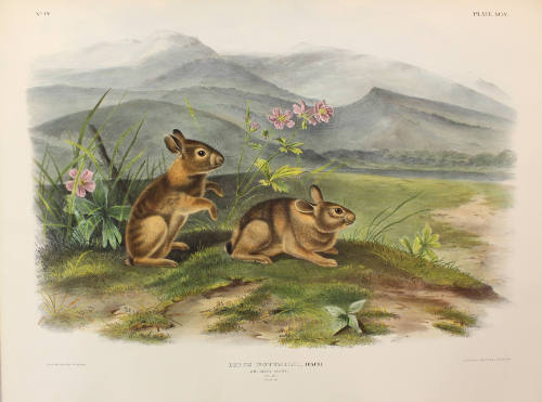 Nuttall's Hare