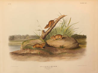 Orange Colored Mouse