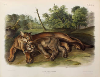 The Cougar (Female and Young)