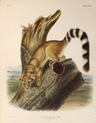 Ring-tailed Bassaris