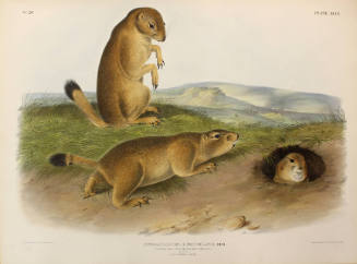 Prairie Dog - Prairie Marmot Squirrel