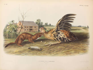 Tawny Weasel