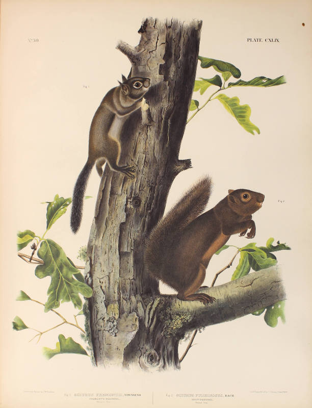 Fremont's Squirrel, Sooty Squirrel