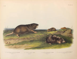 Southern Pouched Rat, DeKay's Shrew, Long-nosed Shrew, Silvery Shrew Mole