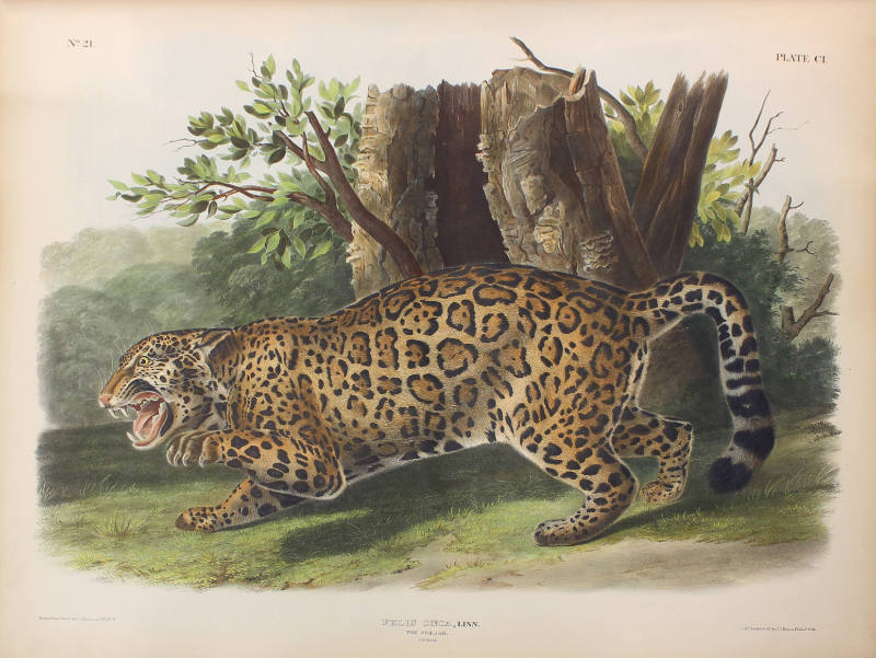 John Woodhouse Audubon