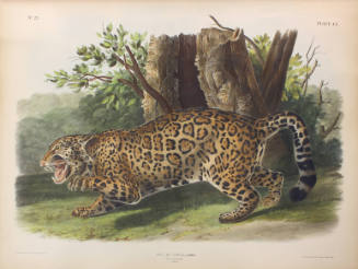 John Woodhouse Audubon