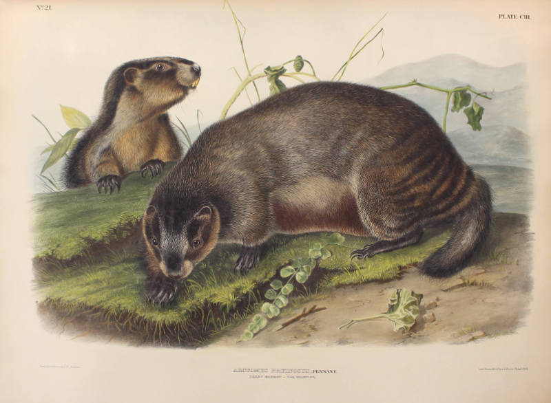 Hoary Marmot - The Whistler